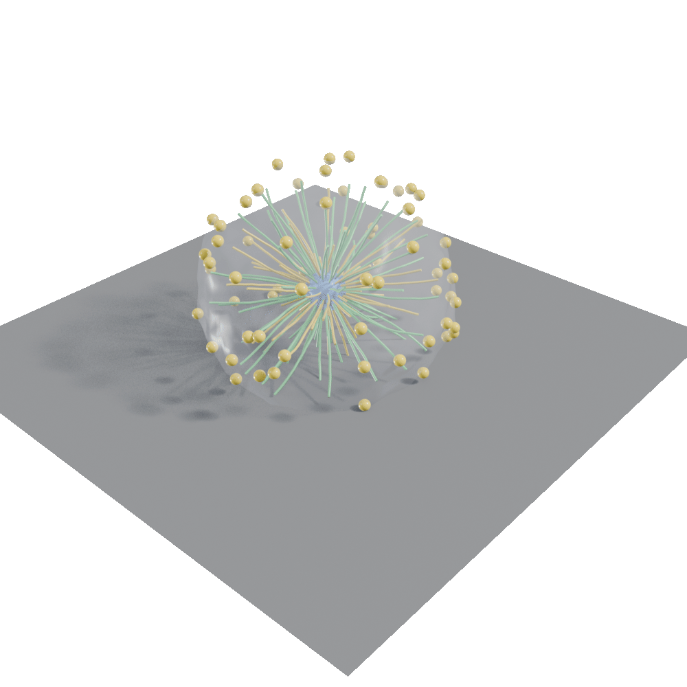 Microtubule organization in immune cells